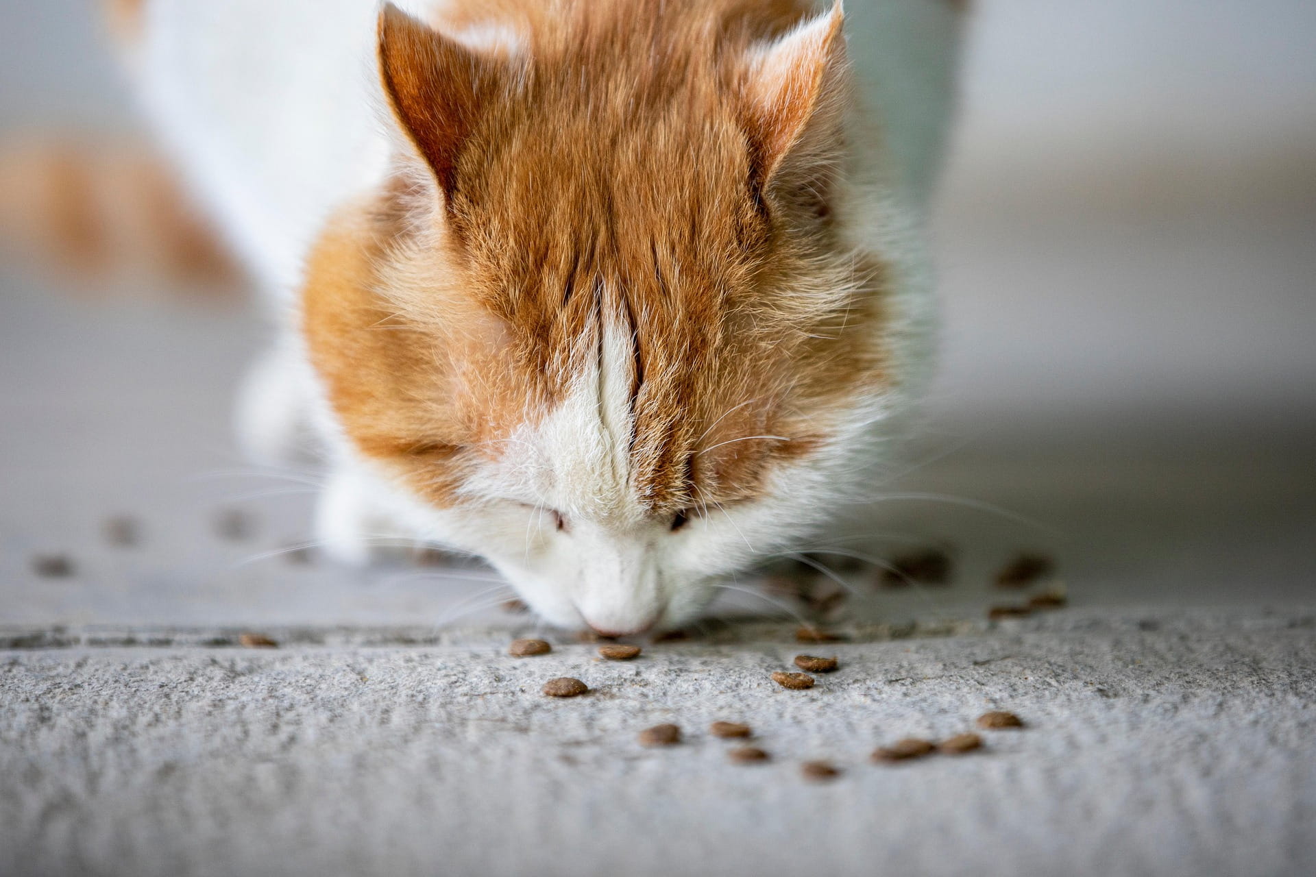Dieta Úmida para Gatos: O Segredo para Prevenir Doenças Renais