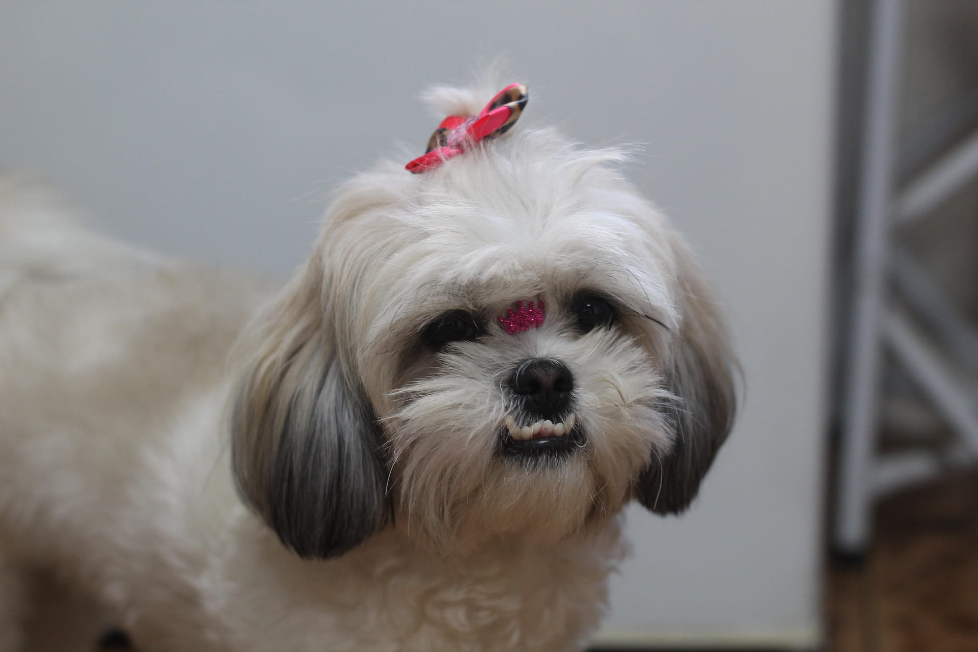 Coprofagia Canina: Por Que Meu Cachorro Come Fezes e Como Evitar