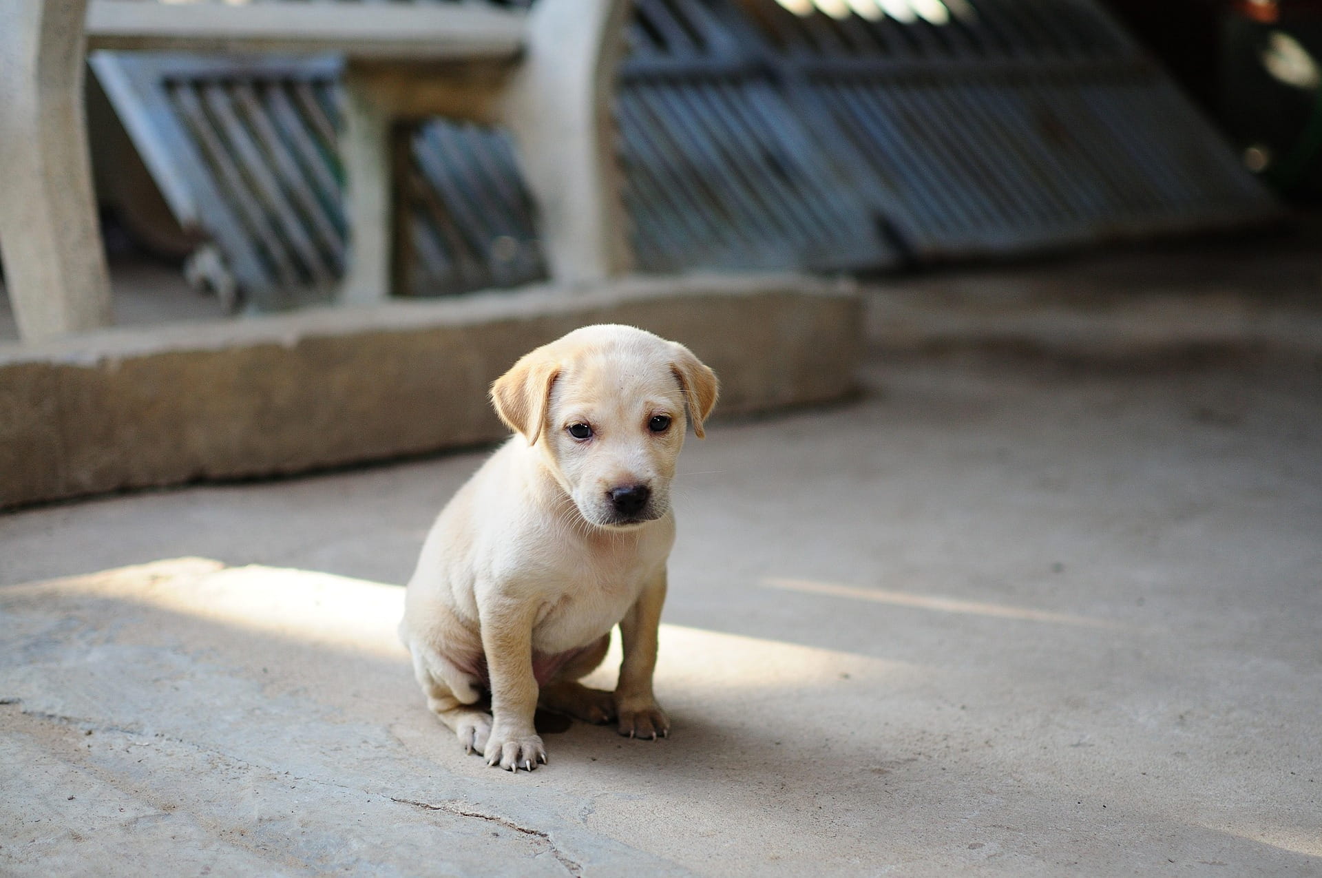 Guia do Filhote de Cachorro: Primeiros Passos, Vacinas, Manejo e Educação Prática