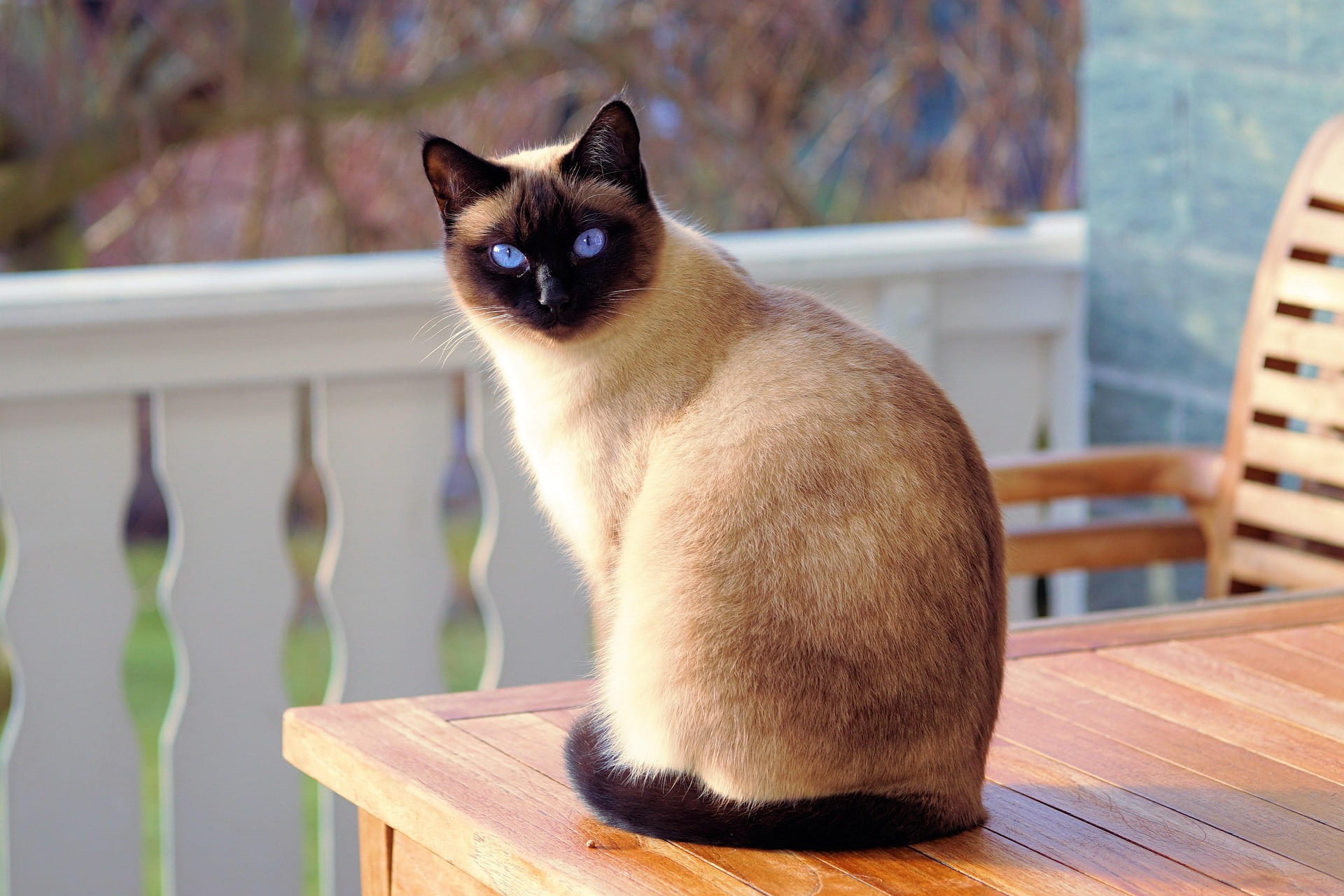 Dores Articulares em Cães e Gatos: Sinais Silenciosos, Causas e Manejo Prático