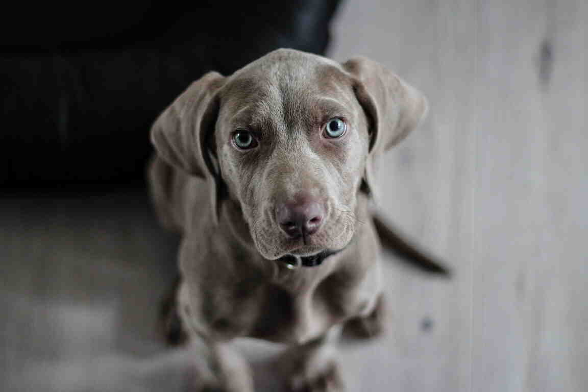 Guia de Vacinação para Filhotes de Cachorro: Calendário Completo, Doses e Cuidados
