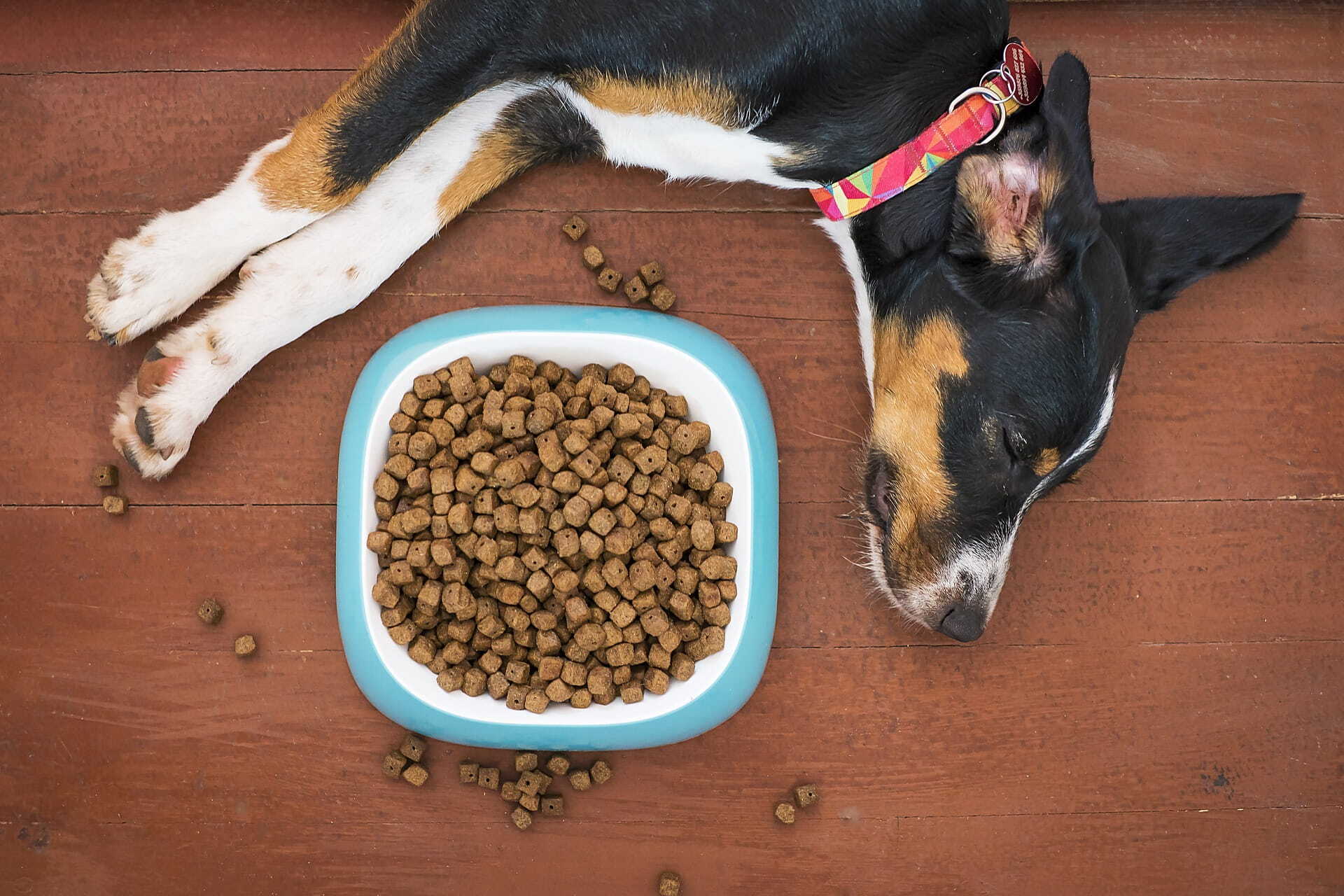 Como Trocar a Ração do Cachorro Corretamente: Guia Completo para Evitar Problemas Digestivos
