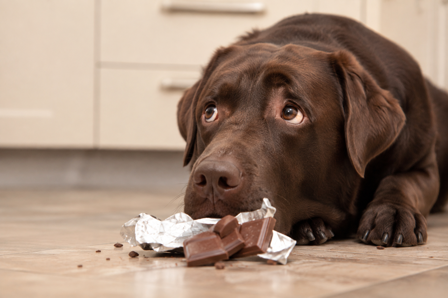 Chien près d'une tablette de chocolat, un aliment toxique