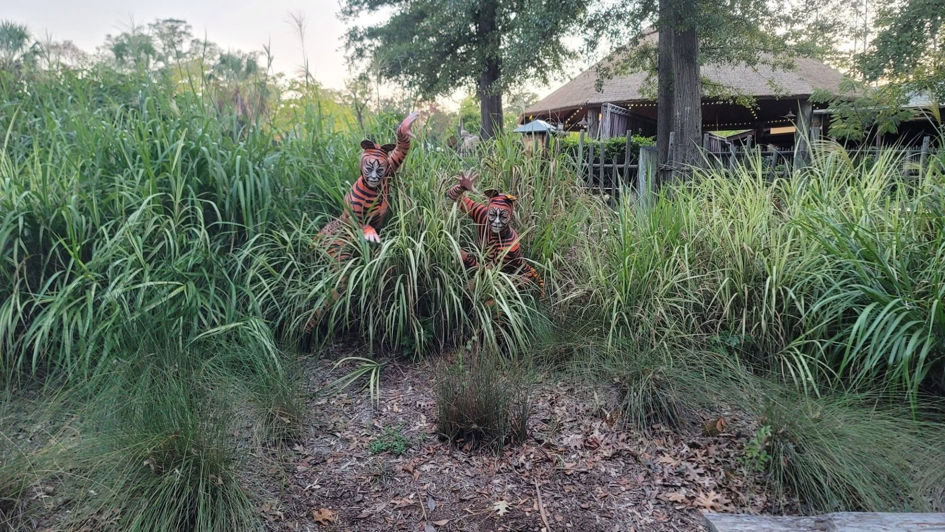 Animals