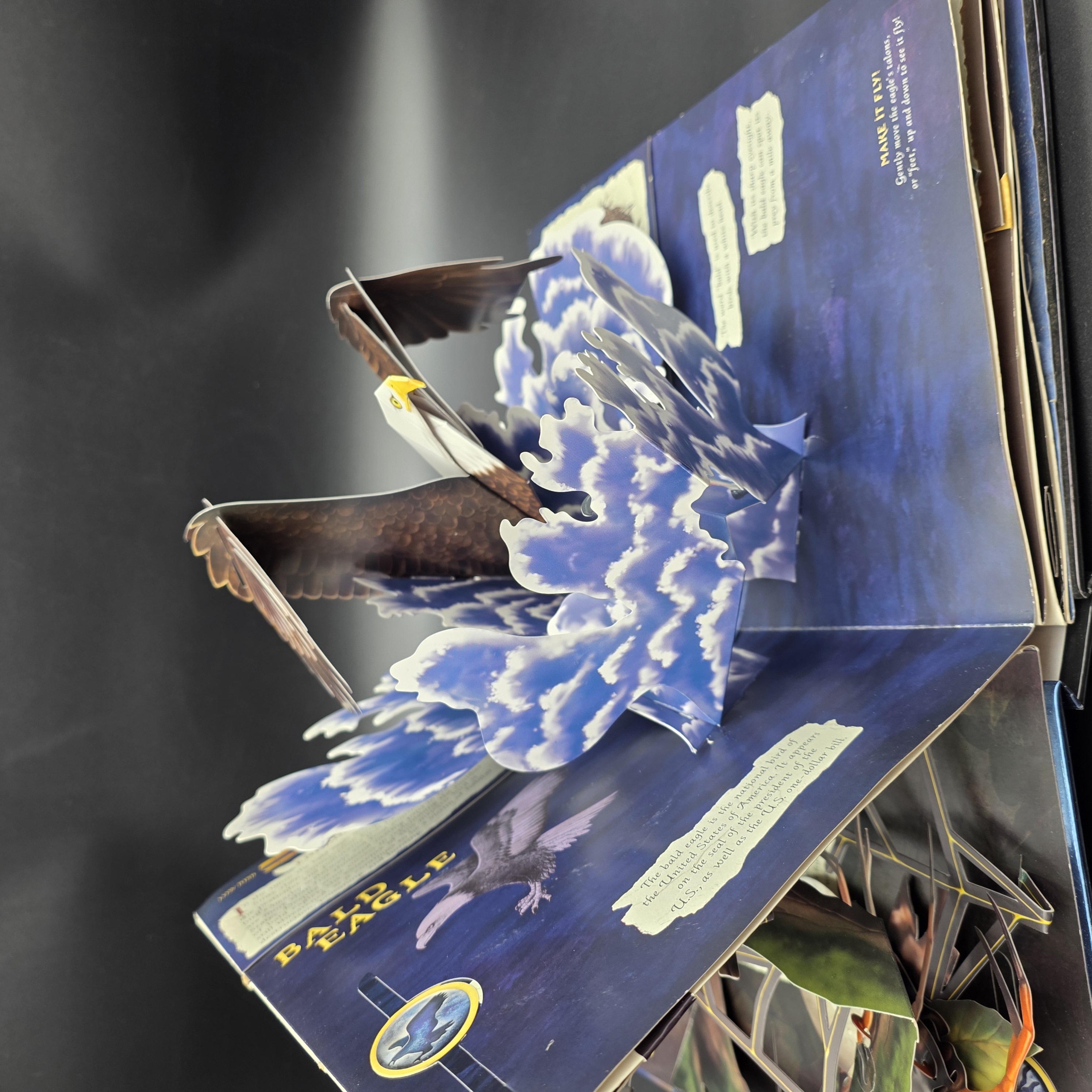 Predators by Lucio Santoro, Meera Santoro (Hardcover, 2008) 3D Pop-Up Juvenile — Lot 030, photograph 3