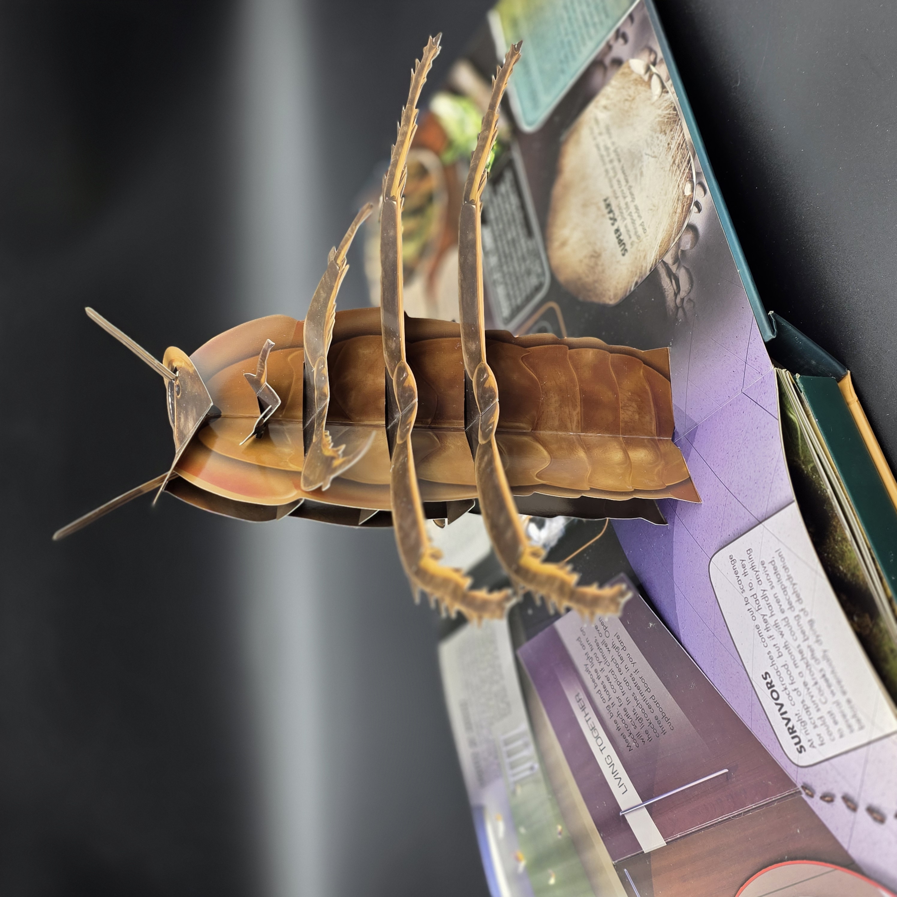 INSECTS by Philip Steele (Hardcover, 2009) Kids Bugs Preschool Photos Activities — Lot 047, photograph 5