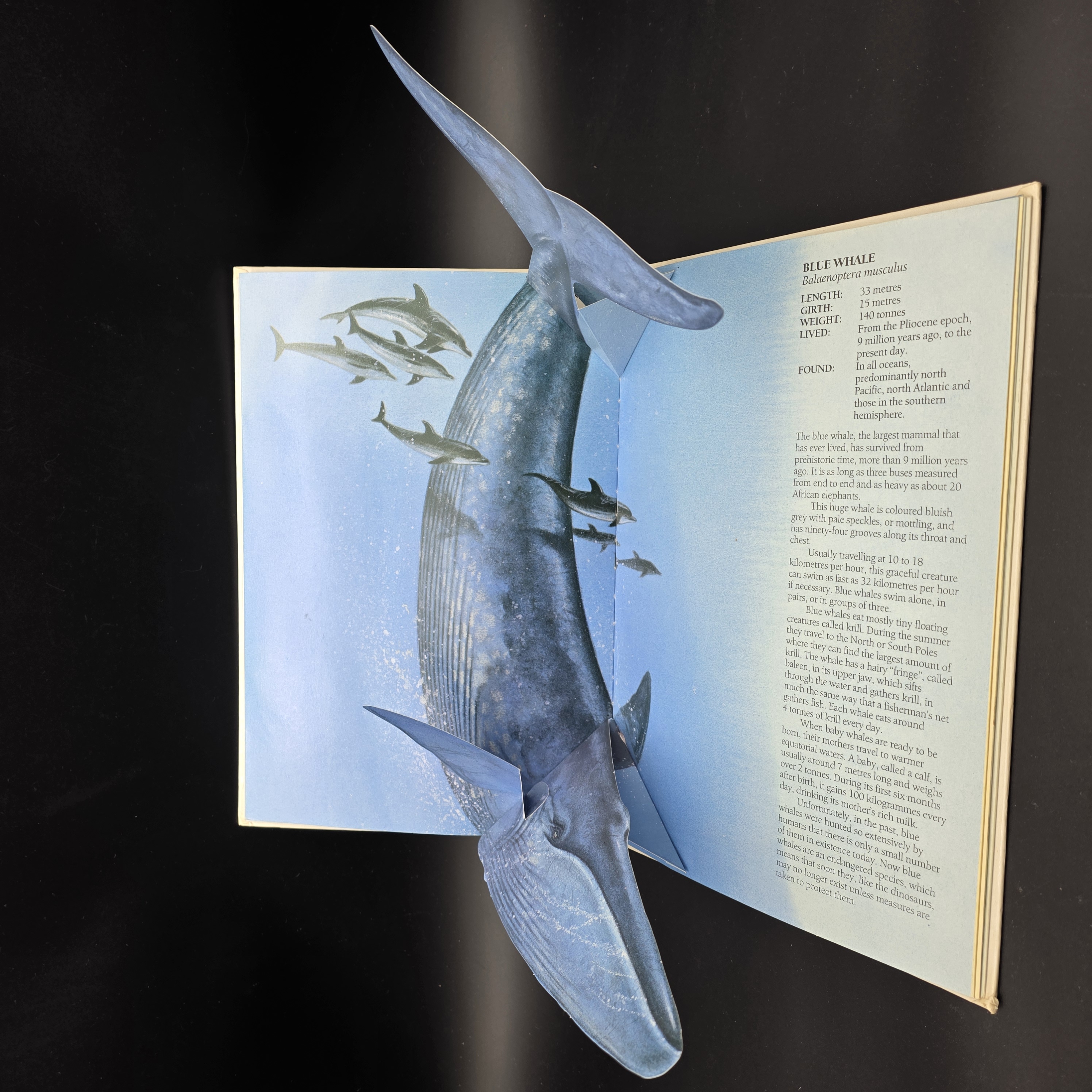 Giant Creatures Past & Present Pop-up Book by Clare Watson (Hardcover, 1990) 1st — Lot 052, photograph 1