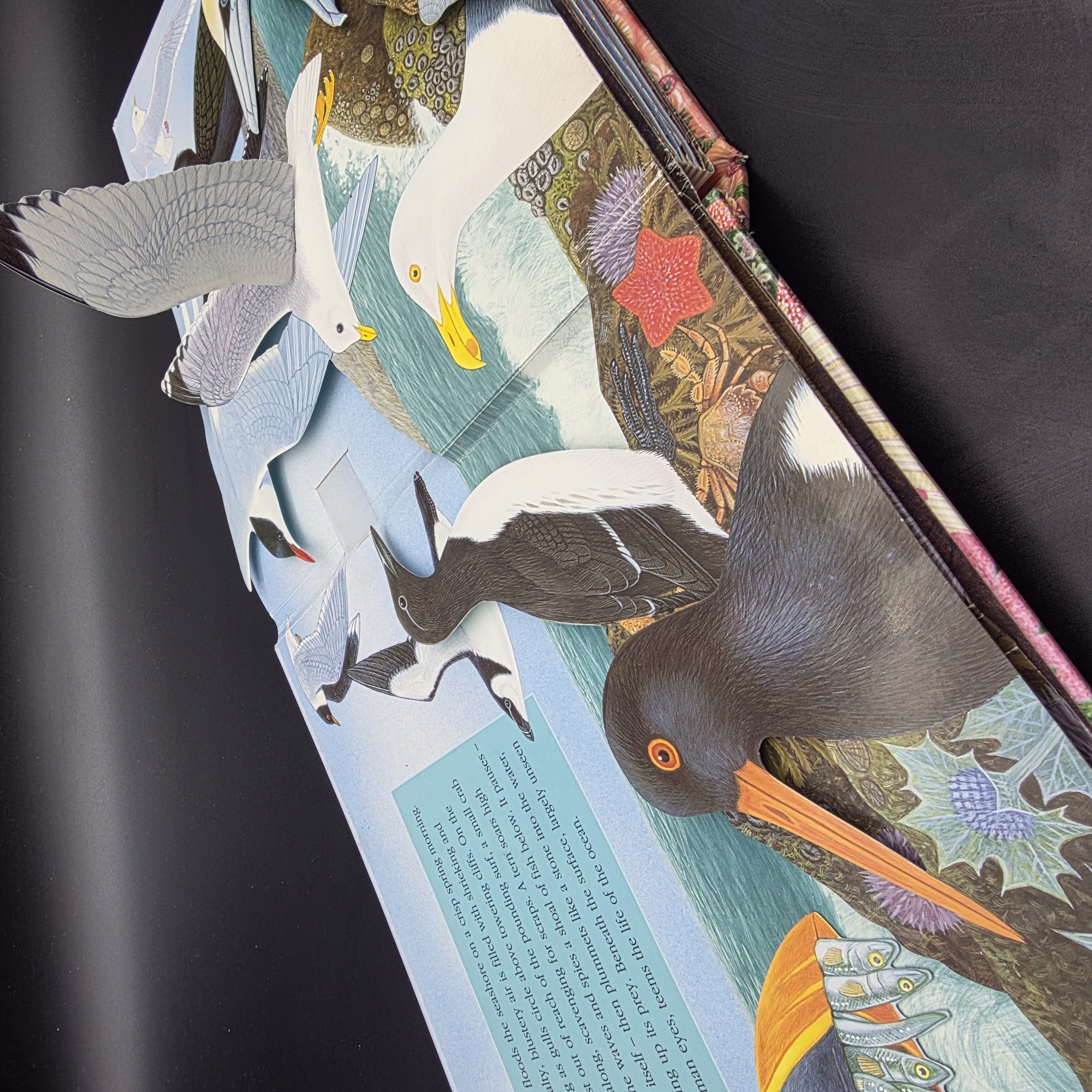 Ocean by Maurice Pledger (Hardcover, 2007) Pop-Up Sound Kids Marine Life — Lot 073, photograph 1