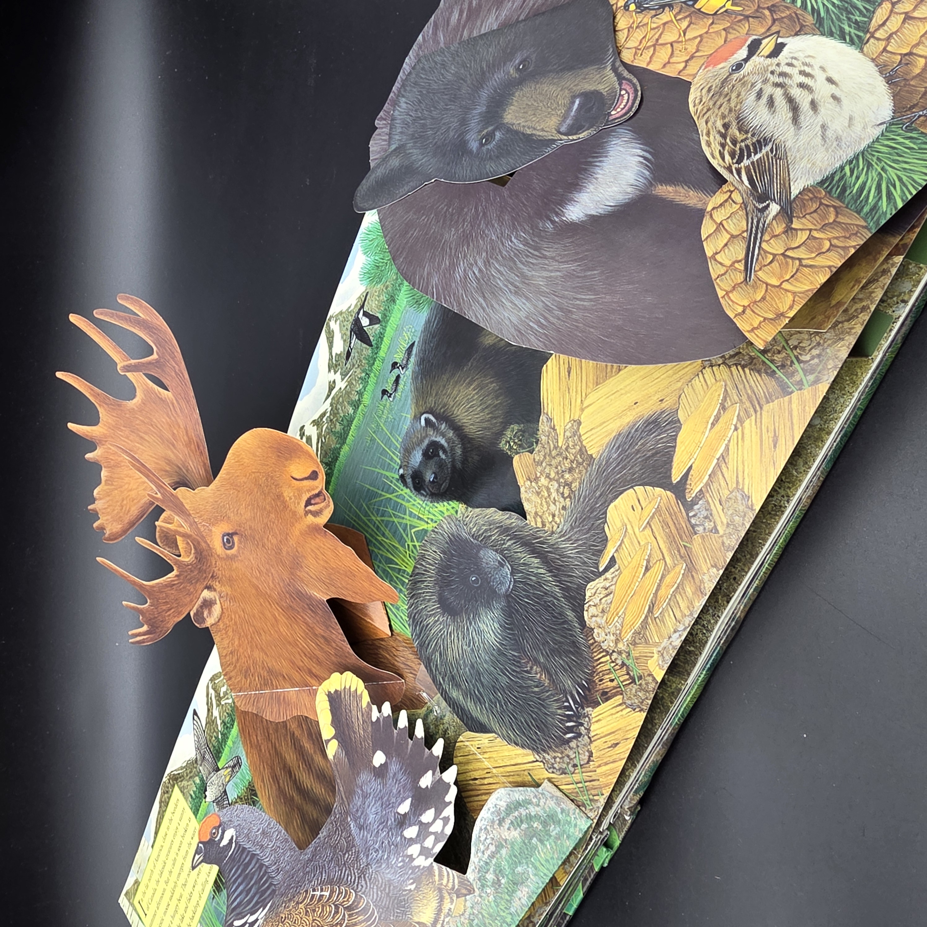 Sounds of the Wild: Forest by Maurice Pledger (Hardcover, 2012) 1st Ed Audio Kid — Lot 077, photograph 5