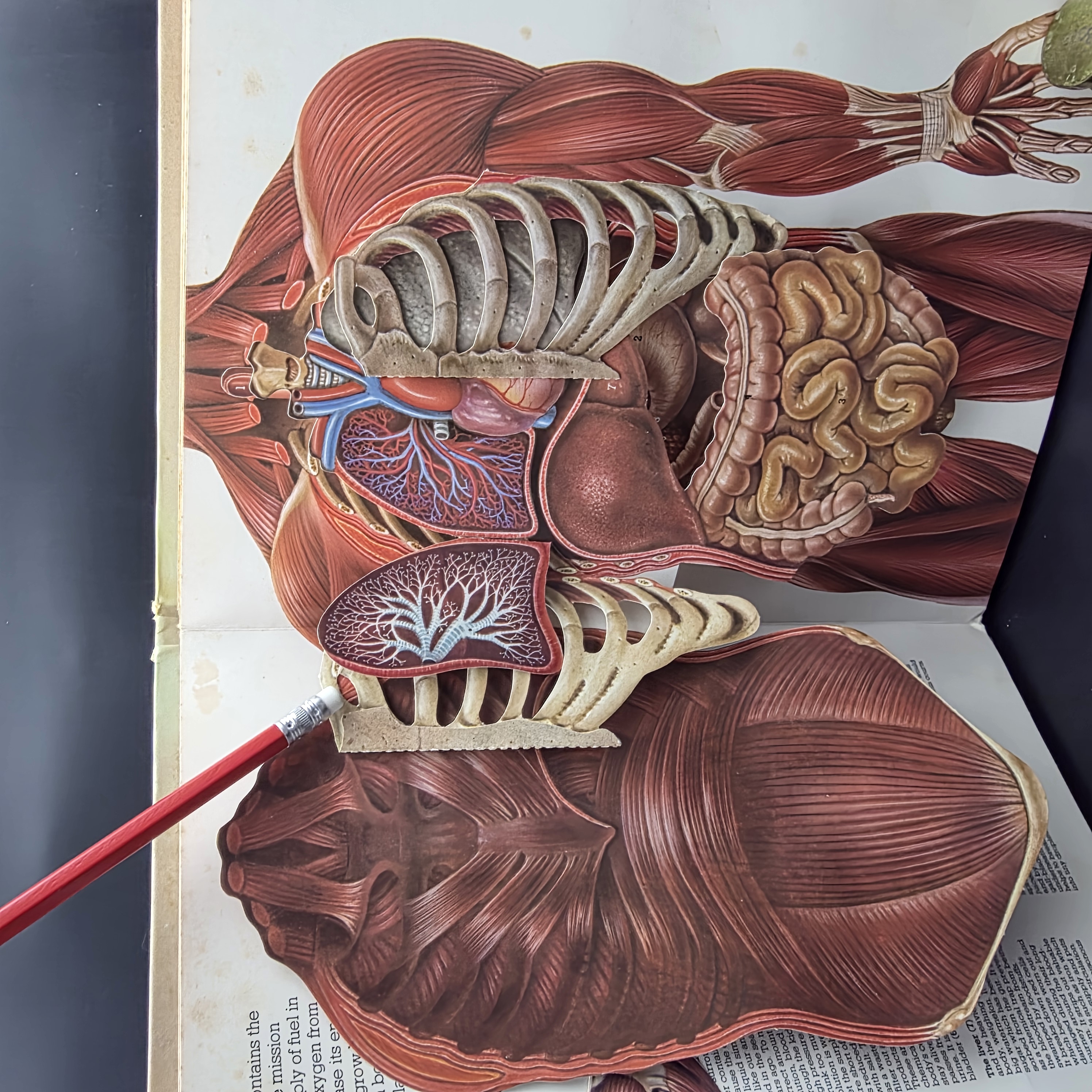 The Human Body A Three-dimensional Study by Jonathan Miller, David Pelham (Hardc — Lot 083, photograph 1