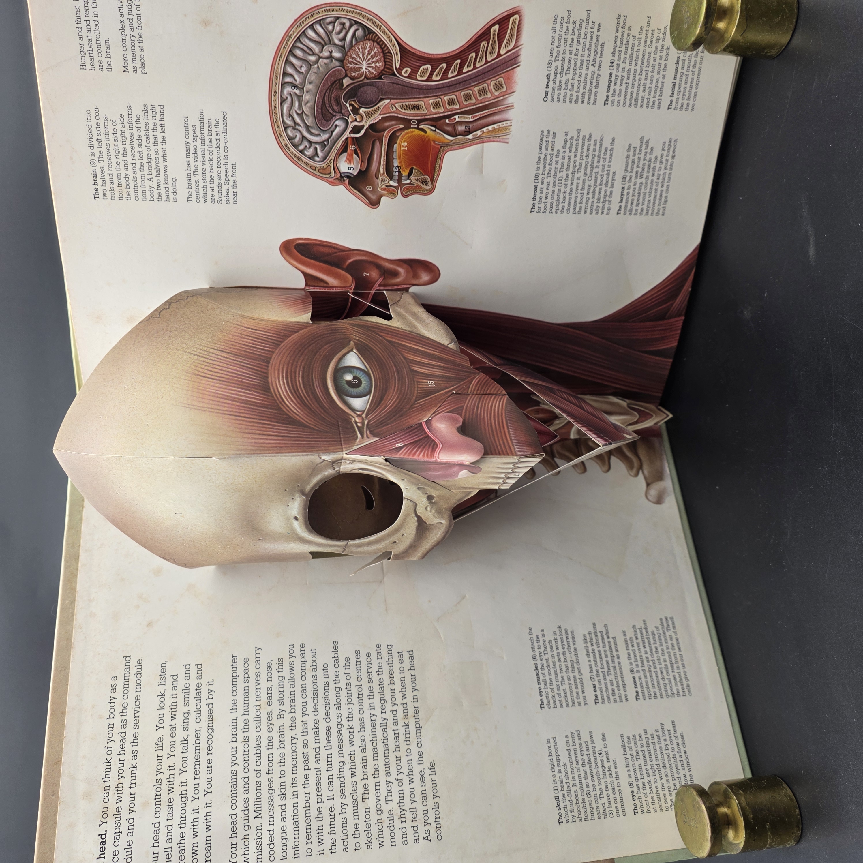 The Human Body A Three-dimensional Study by Jonathan Miller, David Pelham (Hardc — Lot 083, photograph 3