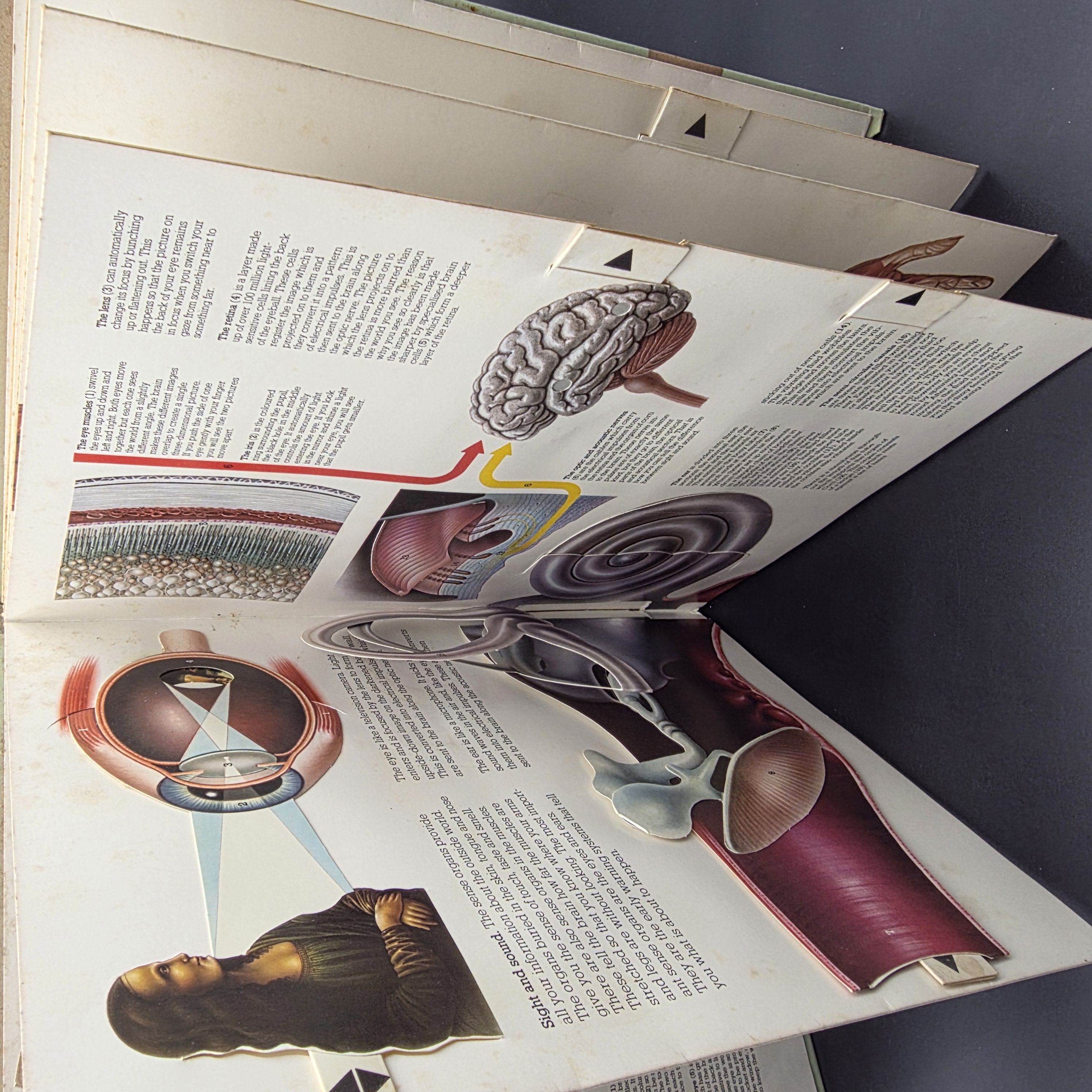 The Human Body A Three-dimensional Study by Jonathan Miller, David Pelham (Hardc — Lot 083, photograph 4