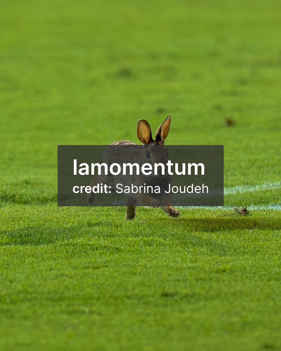 Rabbit