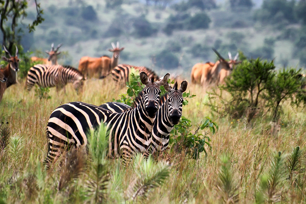 somewhereinafrica