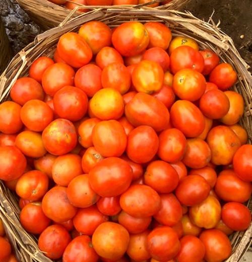 Basket of Tomatoes