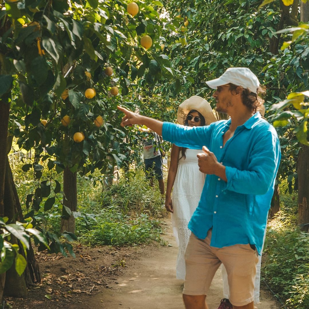 Sorrento Private Lemon Tour and Limoncello Tasting Experience 