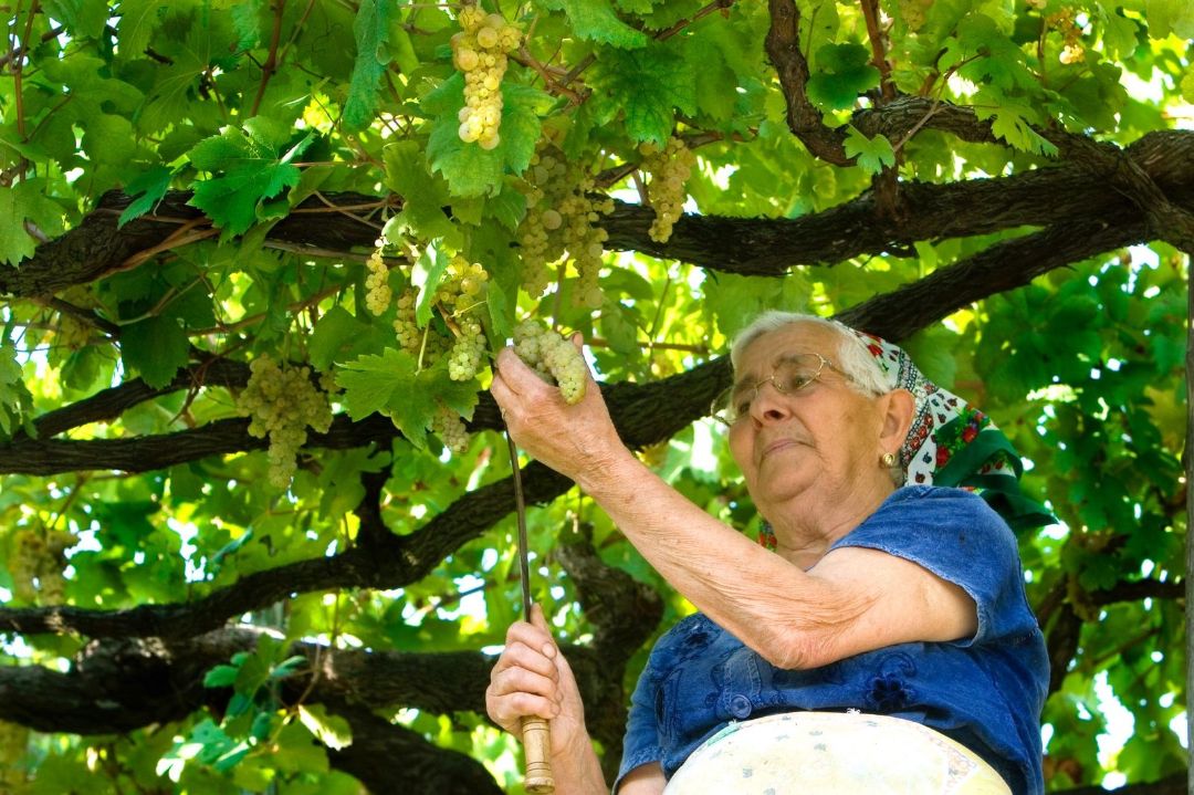 Ravello Wine Tasting and Amalfi Pastry Shop Private Tour