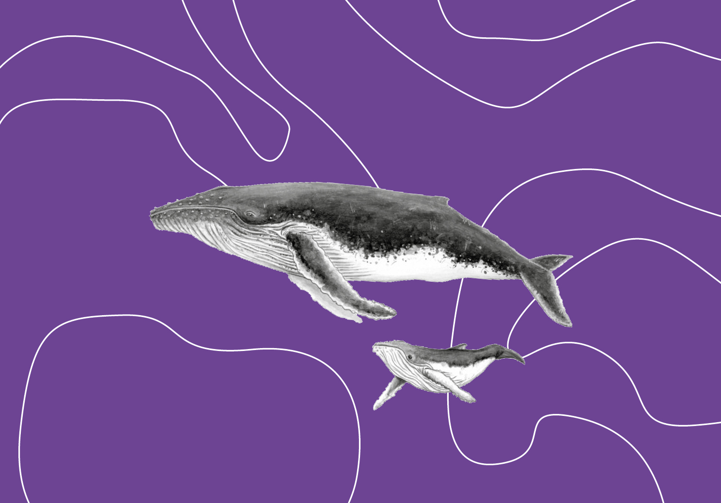 Brico-Baleine