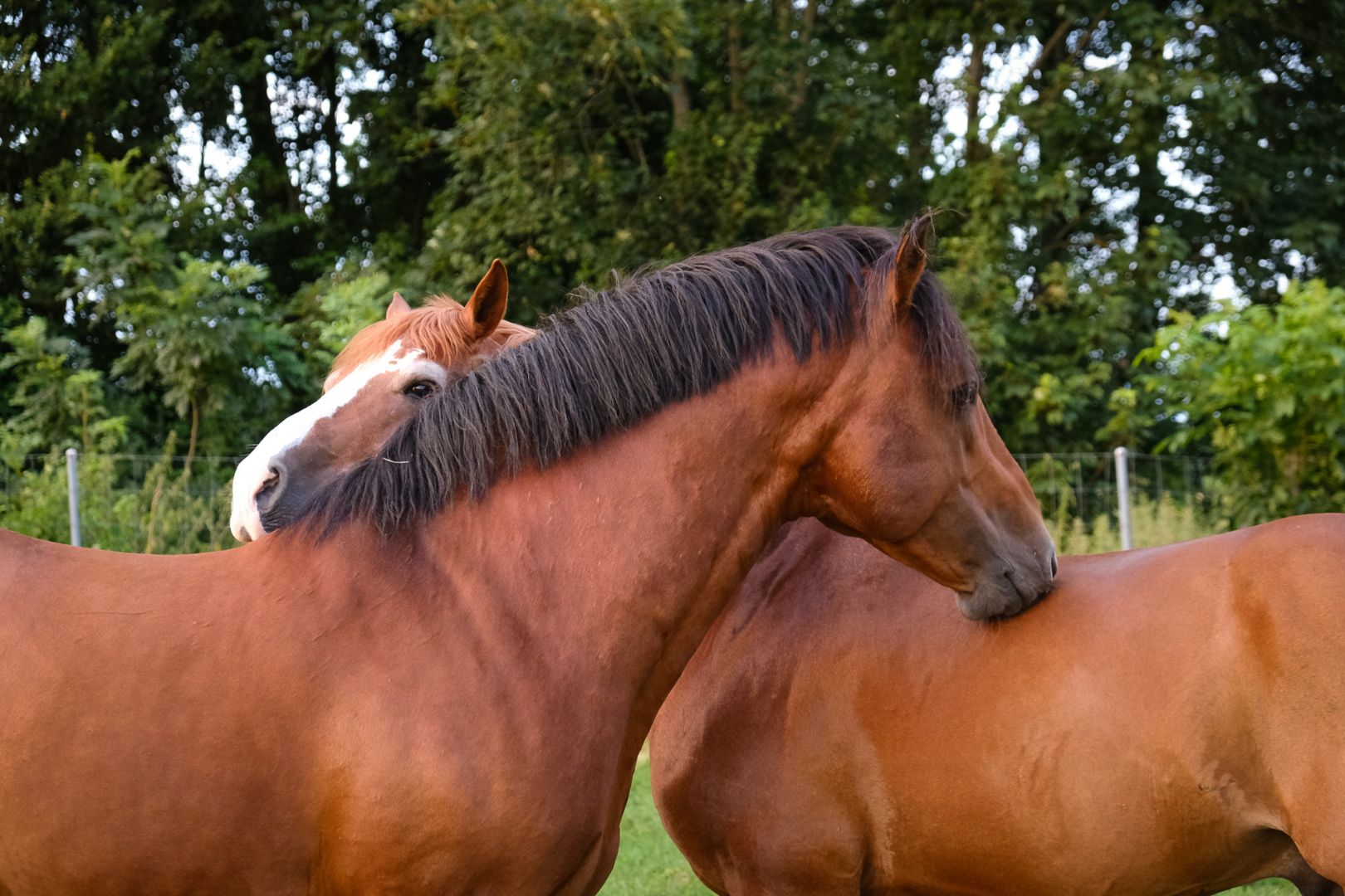 Le Haras national et la clinique équine d'Avenches