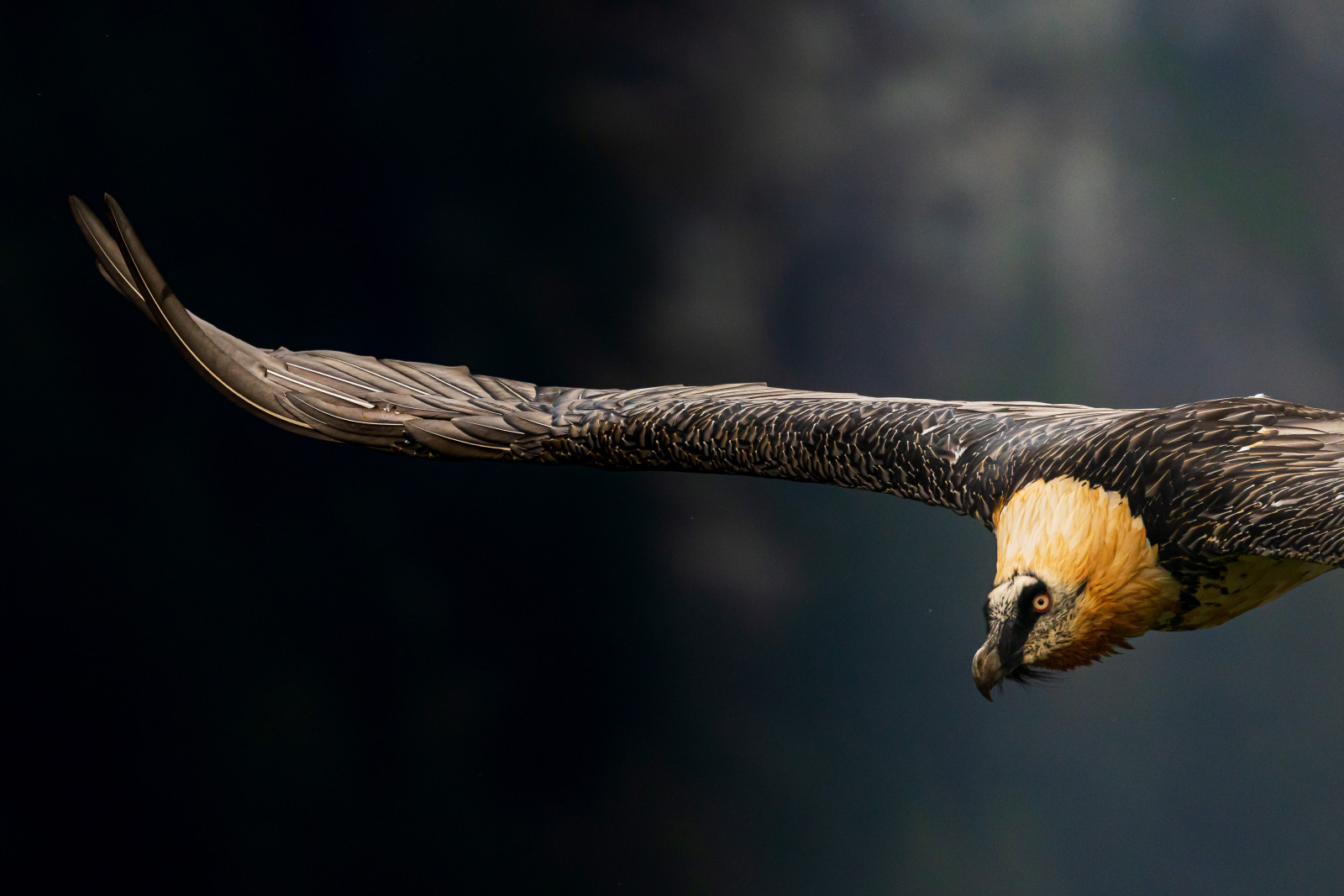 Les résidents de la nature valaisanne en images