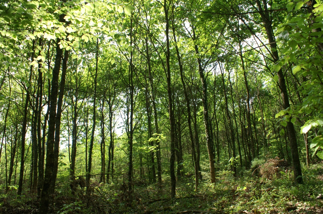 Inter'action ! – Racines et mycorhizes : réseau invisible de la forêt