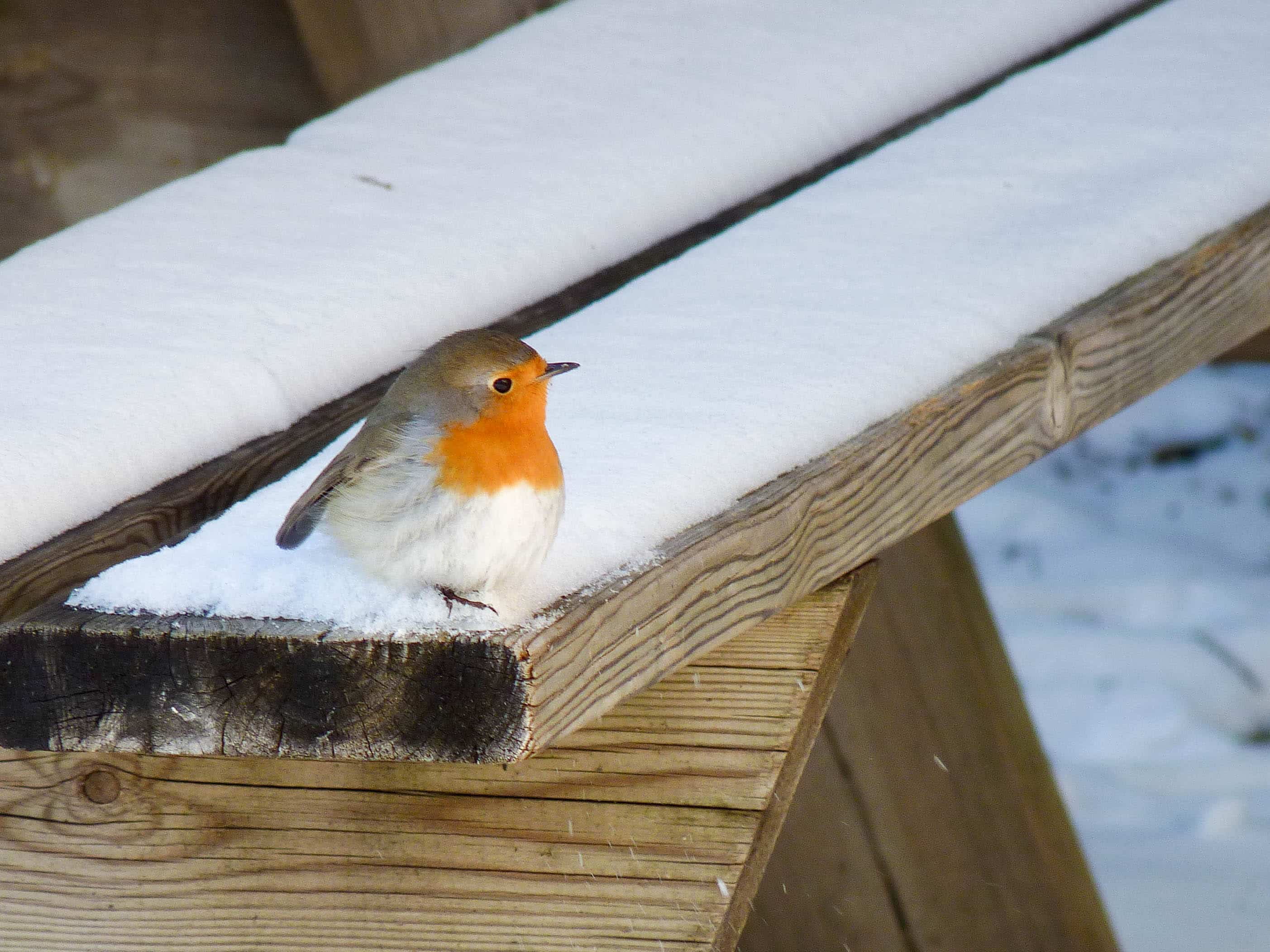 Inter'action ! – Oiseaux et insectes : adaptations et timing parfait !