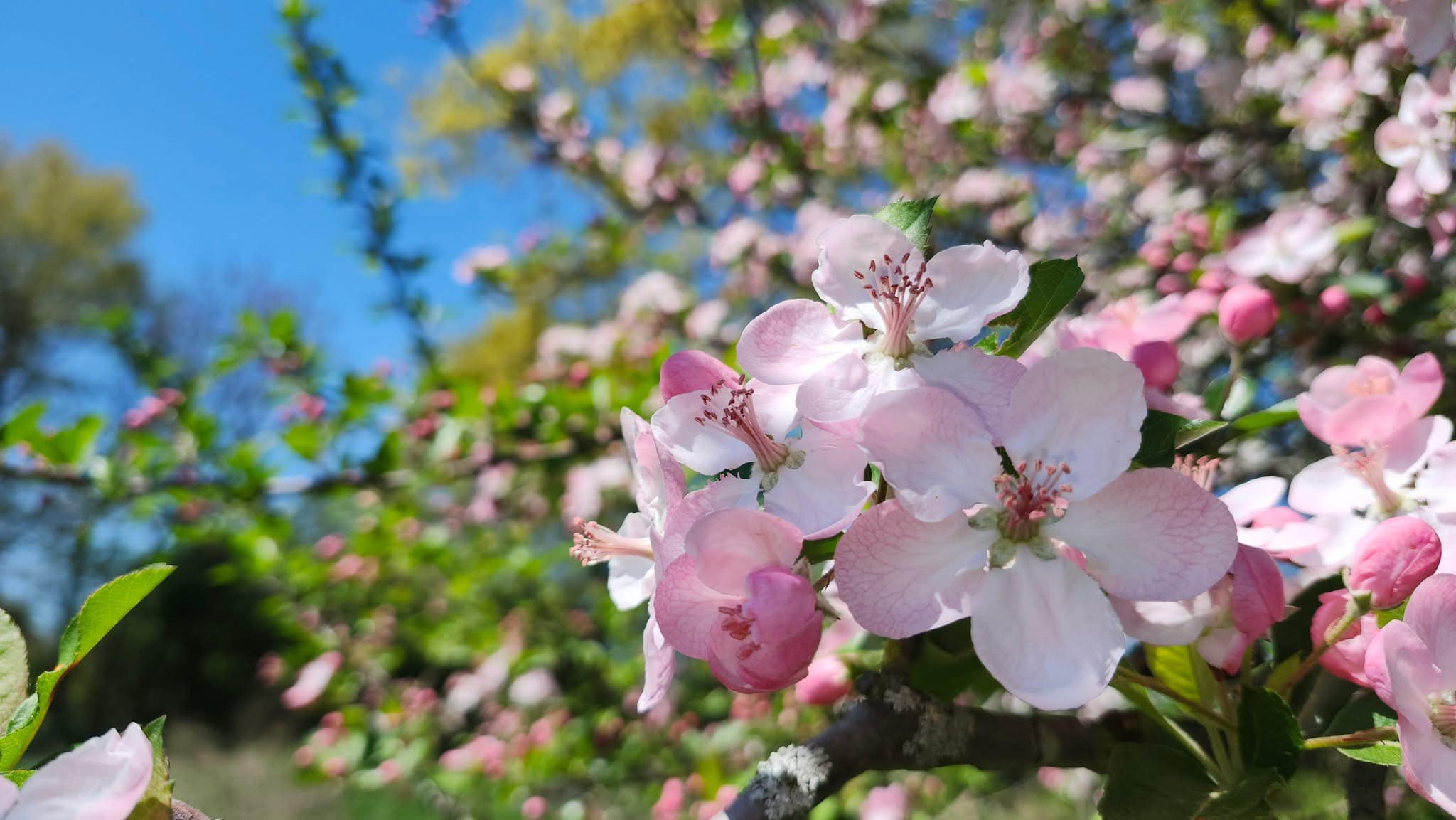 Welcome to Southern Shizen Farm