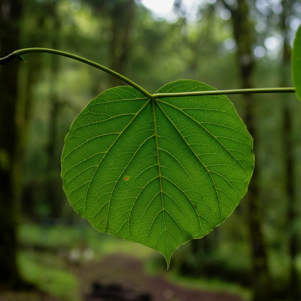 hoja
