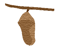 cocoon