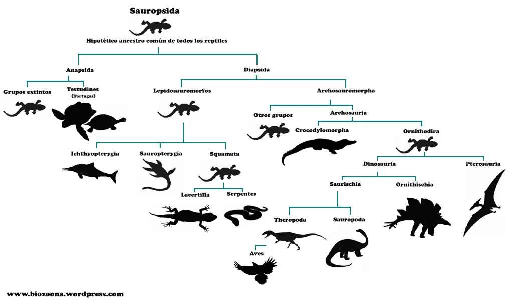 Colección de Anfibios y Reptiles