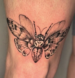 cicada