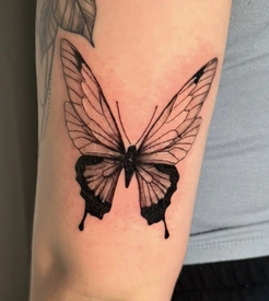 butterfly