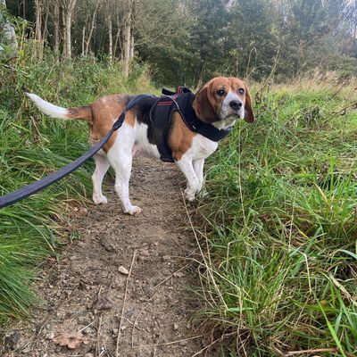 Walkies