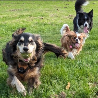 Dog Walkers