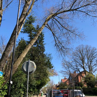 Elm Tree