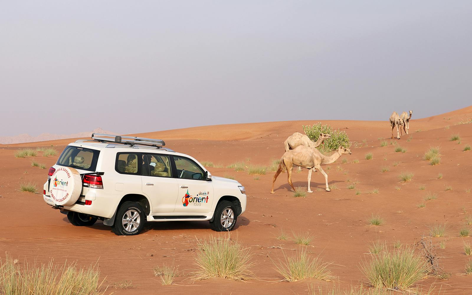Abu Dhabi Sunrise Desert Safari with 4x4 Dune Bashing & Sandboarding Image 1