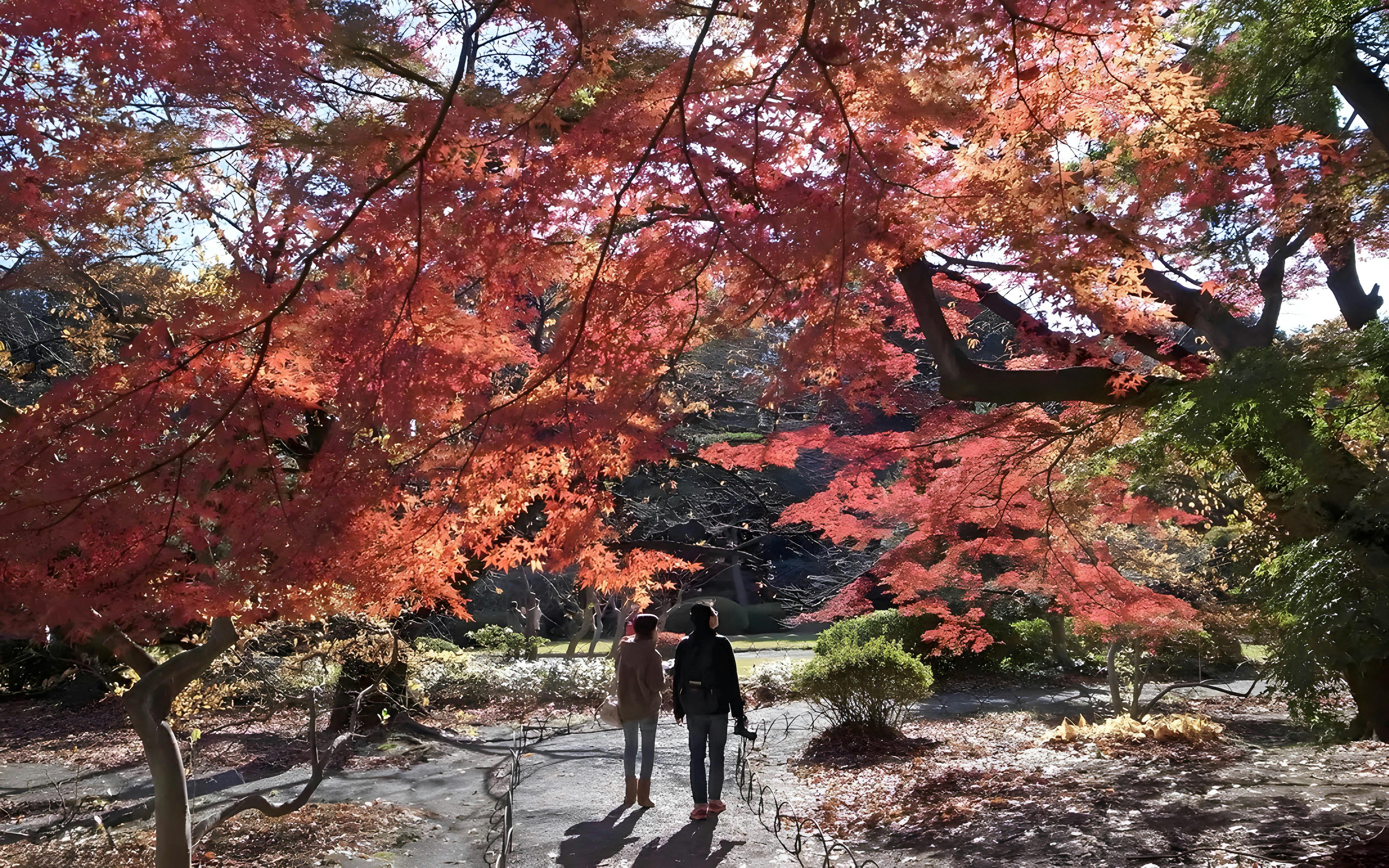 Admission Tickets to Shinjuku Gyoen National Garden Image 3