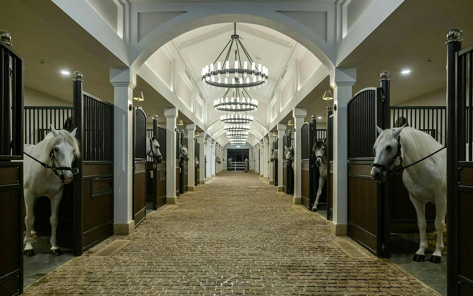ADREA: Abu Dhabi Royal Equestrian Arts Guided Tour Image 12