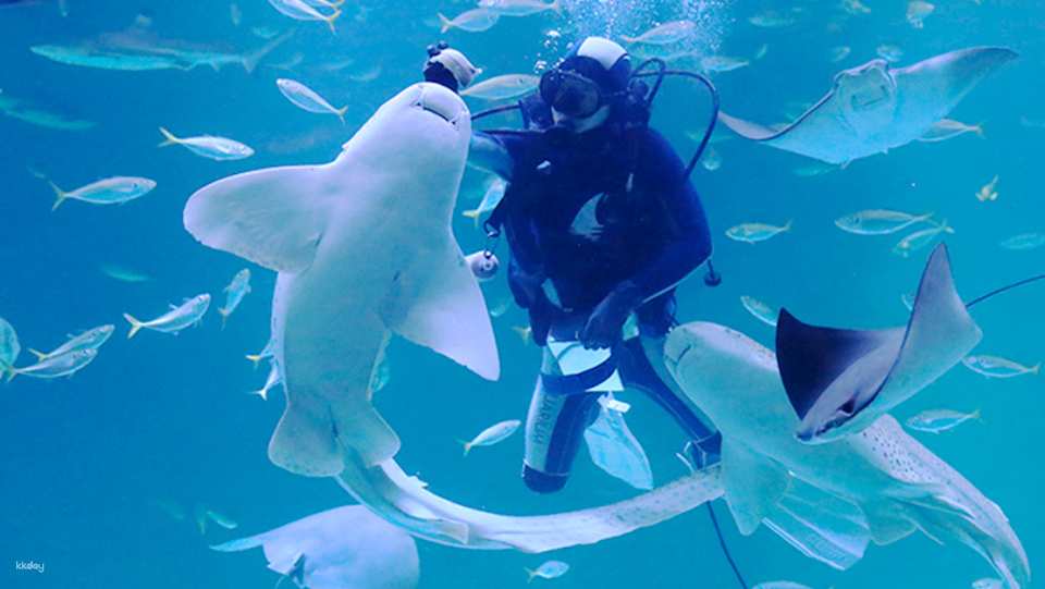 [Ticket Available for Use After 1 Hour of Purchase] Alive Aquarium Daegu Ticket | South Korea