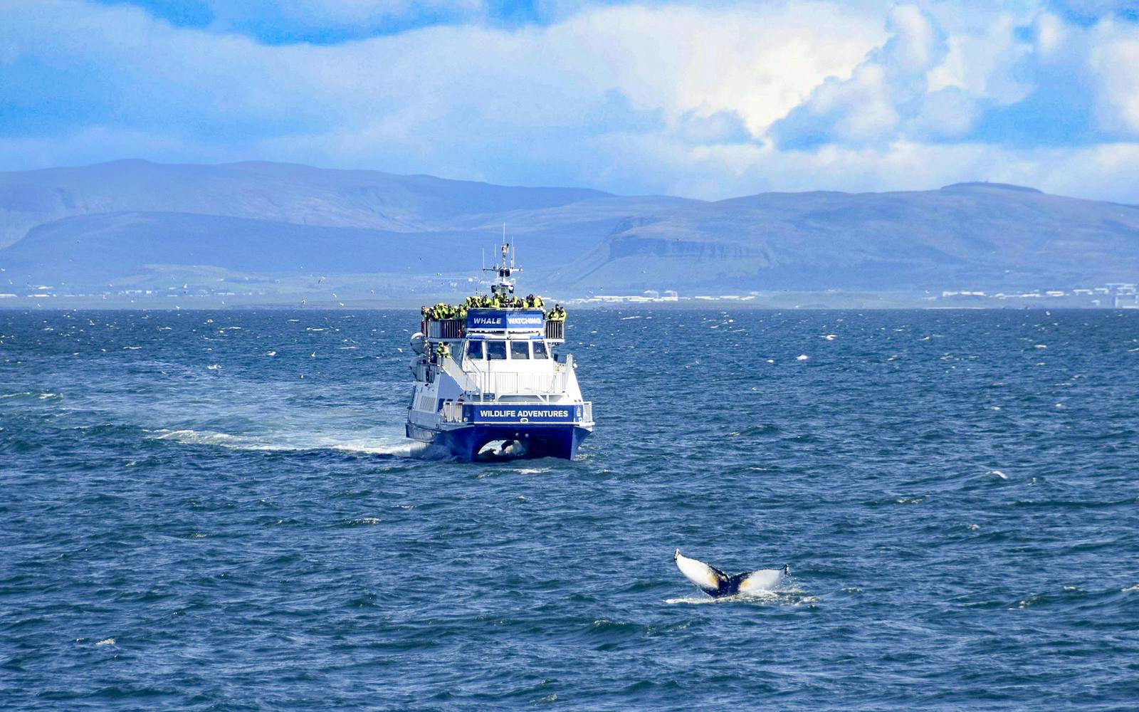 Akureyri: Whale Watching Boat Tour Image 4