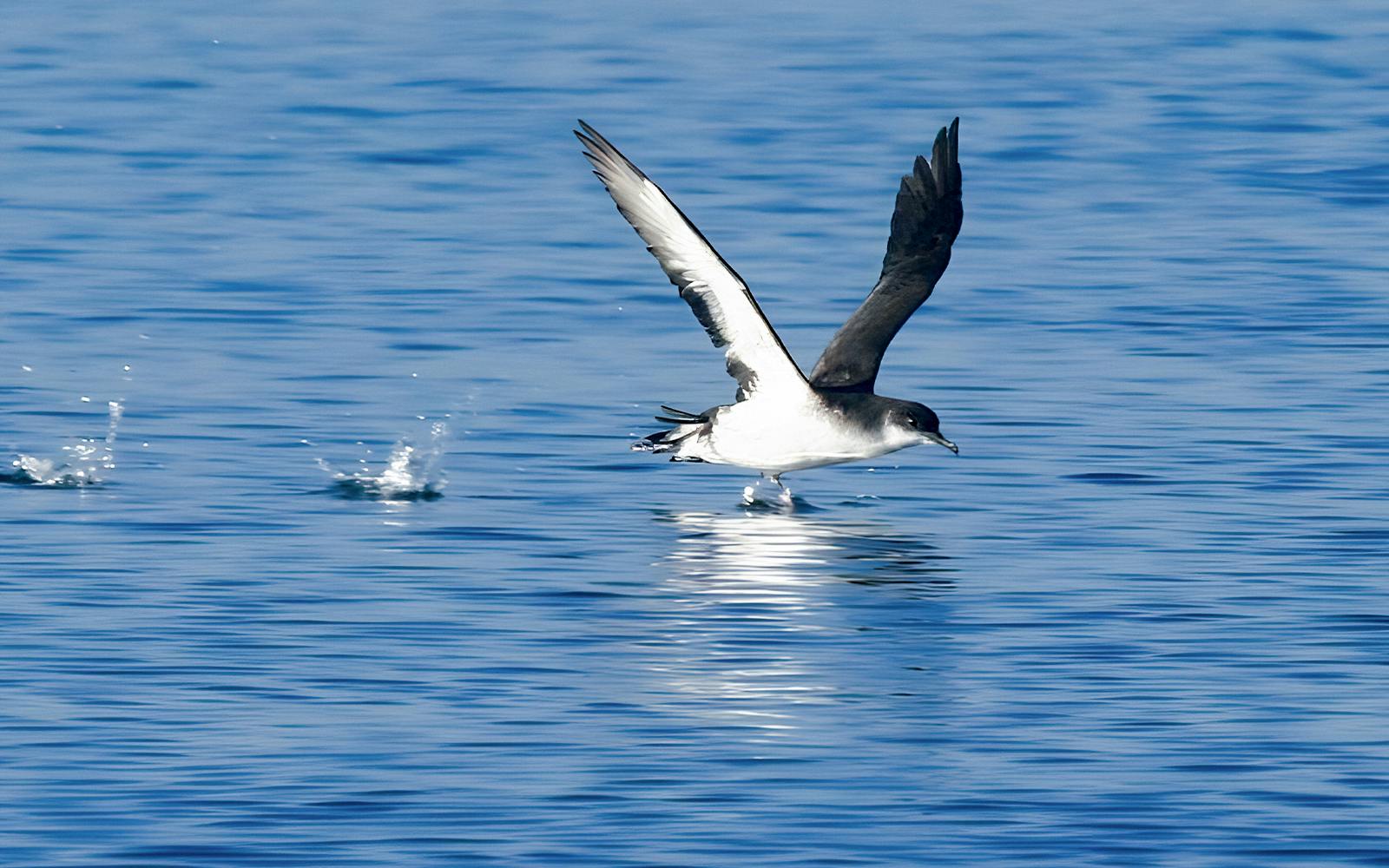 Akureyri: Whale Watching Boat Tour Image 9