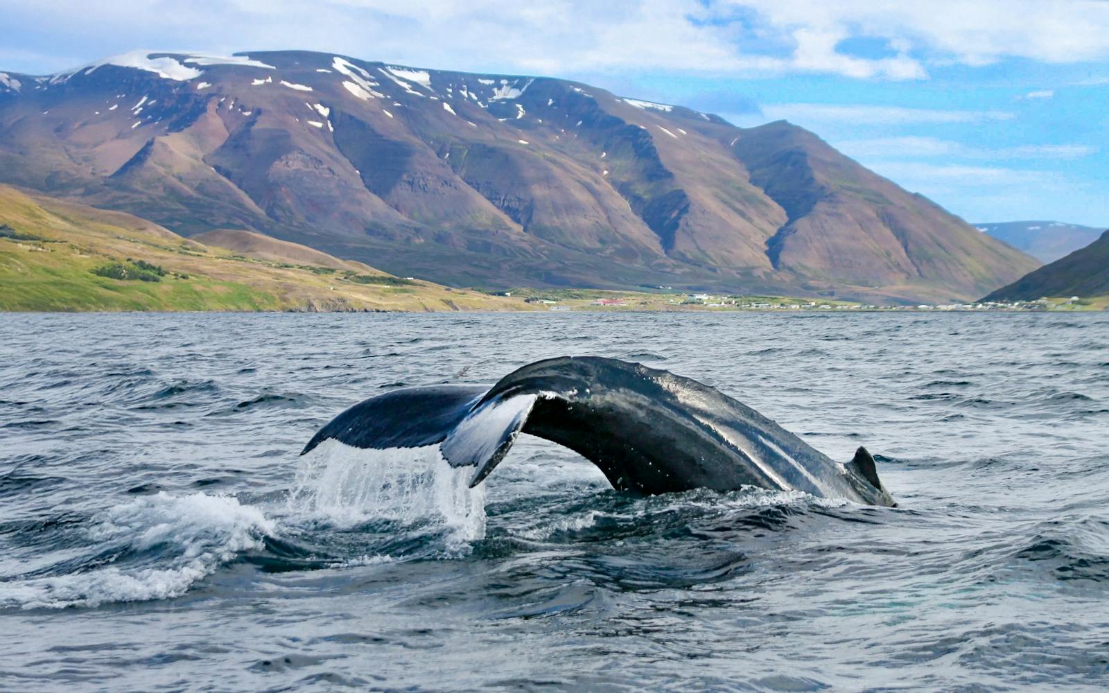 Akureyri: Whale Watching Tour on RIB Speedboat Image 2