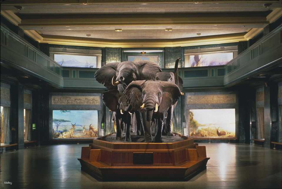 COMBO: American Museum of Natural History + The Museum of Modern Art (MoMA) Tickets