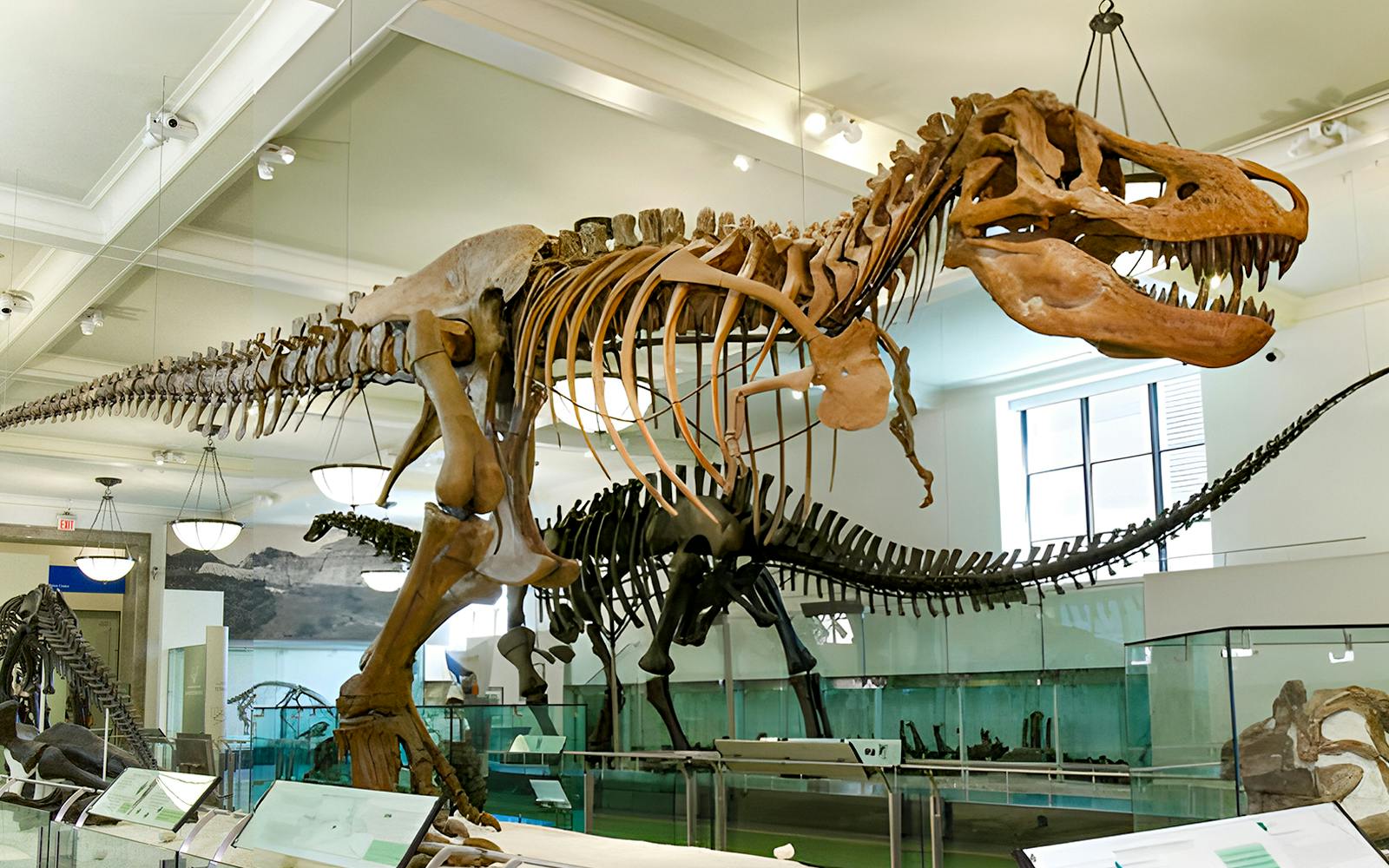 American Museum of Natural History plus 1-3 Top NYC Attraction Tickets Image 2