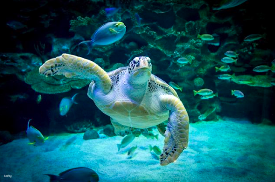 Aquaria KLCC Direct Entry Ticket in Kuala Lumpur | Malaysia