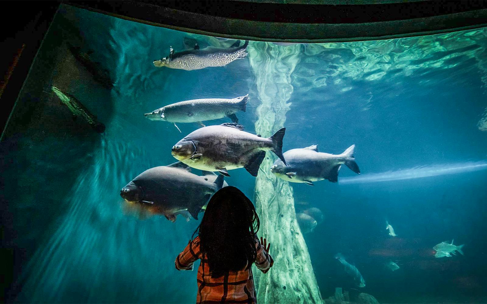 Aquaria KLCC Tickets Image 3