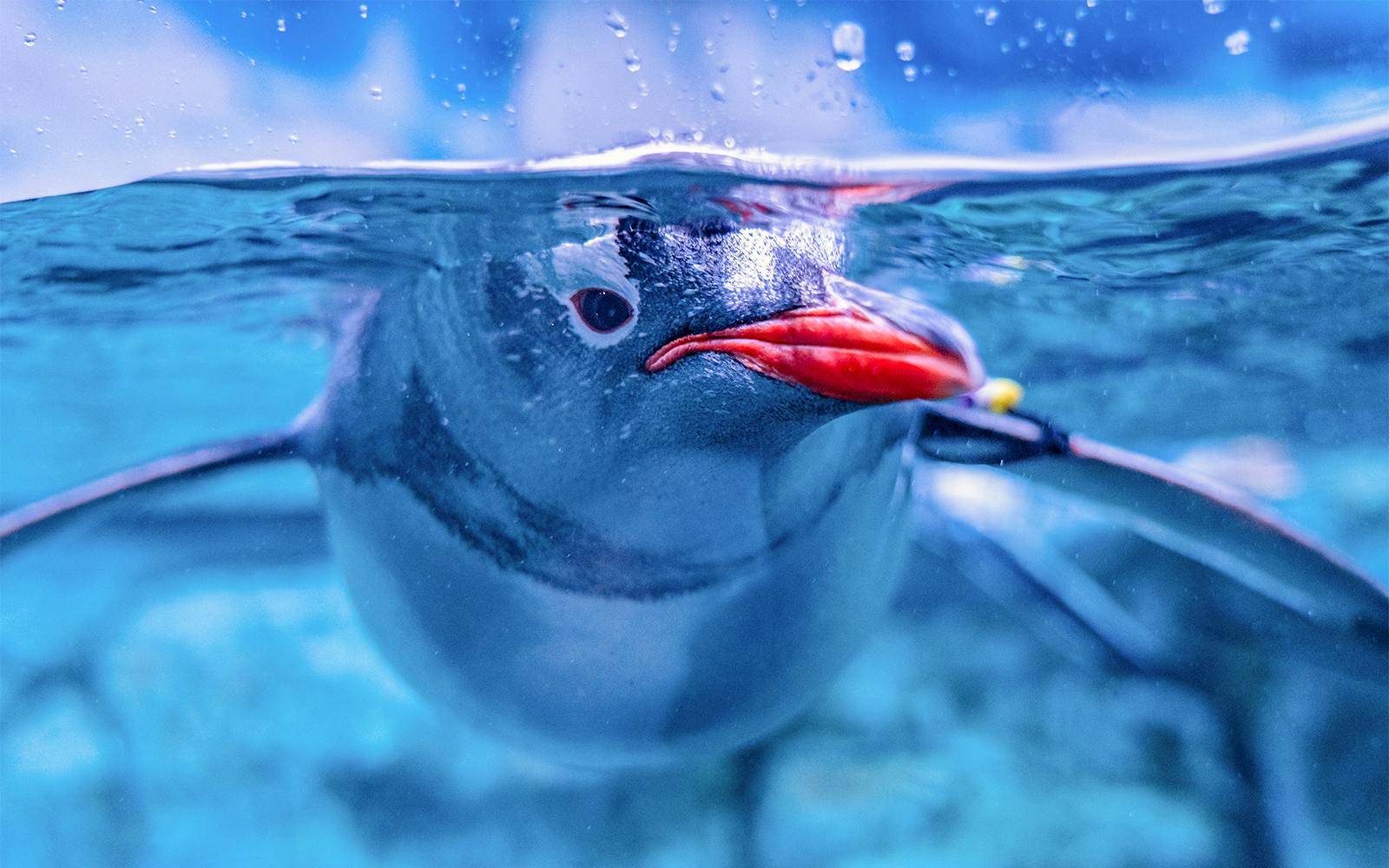 Aquaria Phuket Tickets: Group Admission for Non-Thai Residents Image 5