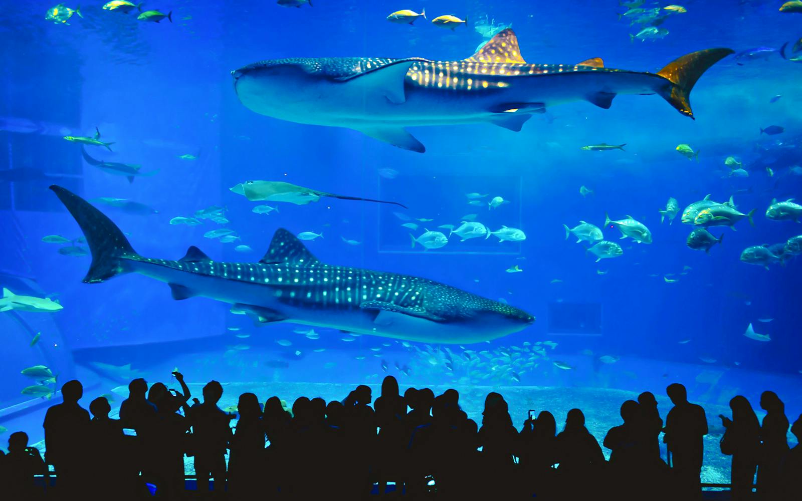 Aquaria Phuket Tickets: Non-Thai Residents Image 3