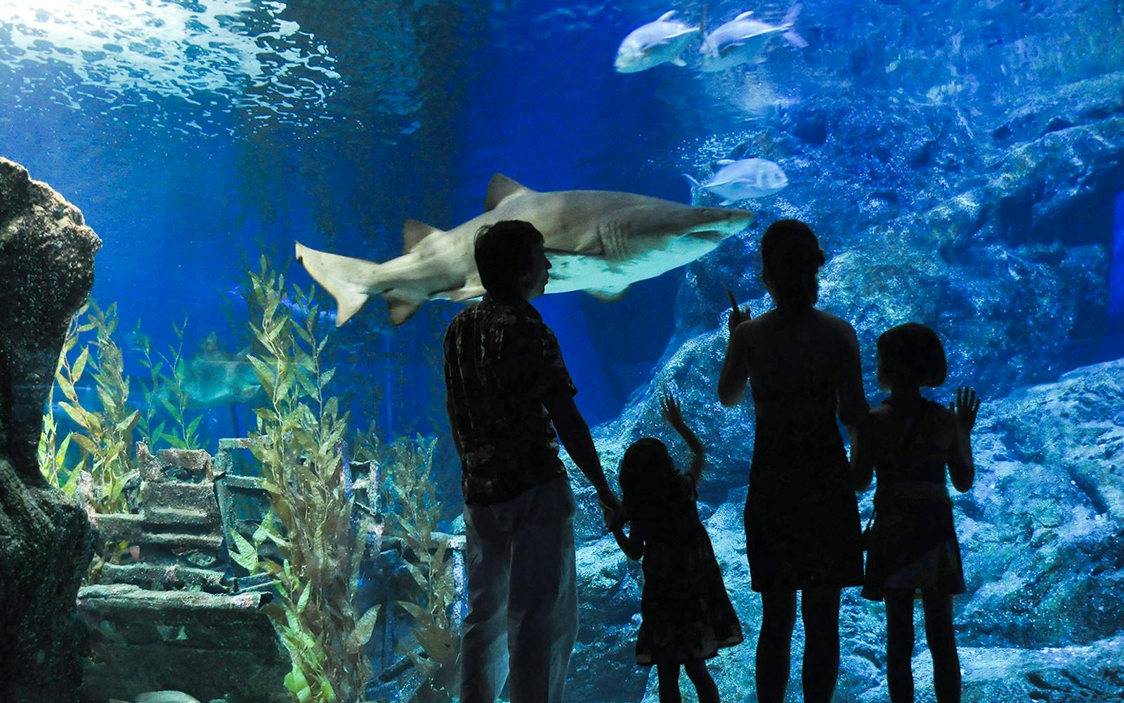 Aquaria Phuket Tickets: Non-Thai Residents Image 5