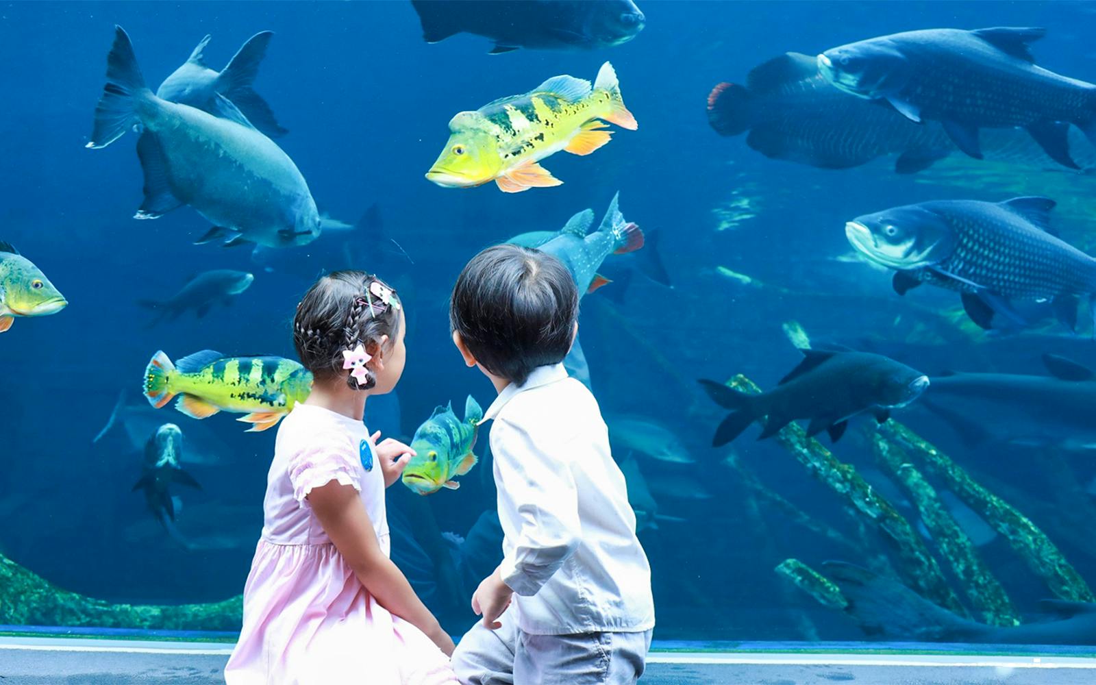 Aquaria Phuket Tickets: Thai Residents Image 4
